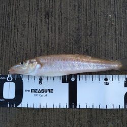 香住にてキス狙い